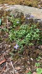 Houstonia serpyllifolia