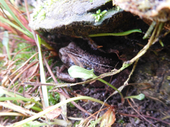 Pristimantis unistrigatus