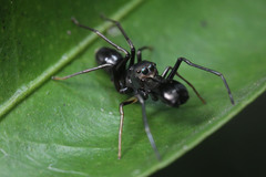 Salticidae