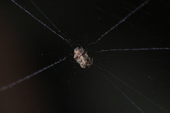 Araneae
