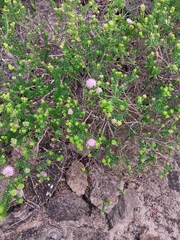 Agathosma cerefolium