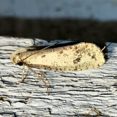 Acrolophus mortipennella