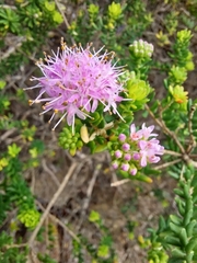 Agathosma cerefolium