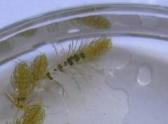 Lamprothamnium capitatum