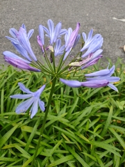Agapanthus campanulatus