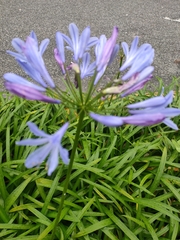 Agapanthus campanulatus