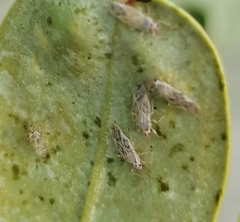 Plerochila australis