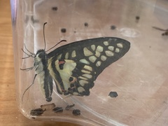 Graphium doson postianus
