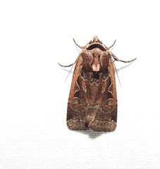 Parabagrotis formalis