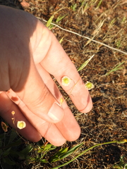 Thysanocarpus radians