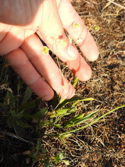 Thysanocarpus radians