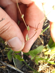 Thysanocarpus radians