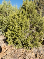 Juniperus coahuilensis