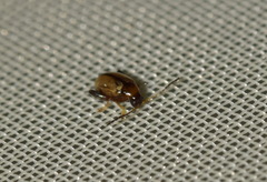 Longitarsus nigrofasciatus