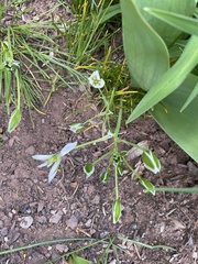 Ornithogalum orthophyllum