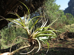 Tillandsia capitata