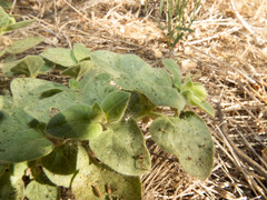 Mirabilis comata