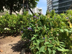 Eranthemum