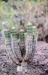 Euphorbia handiensis