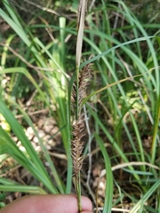 Carex hyalinolepis