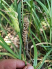 Carex hyalinolepis