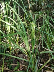 Carex hyalinolepis