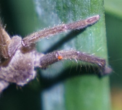 Parasitiformes