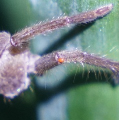 Parasitiformes