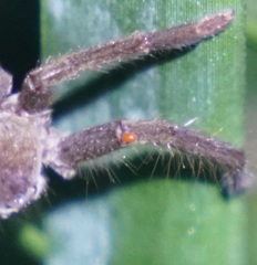 Parasitiformes