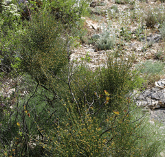 Ephedra procera