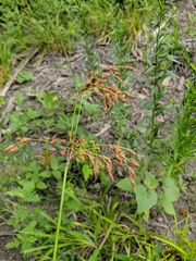 Scirpus pendulus