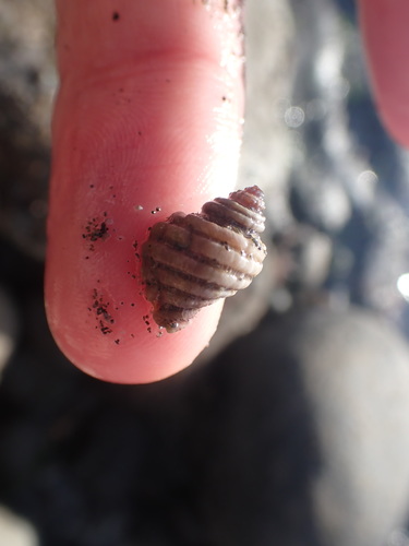 Paratrophon exsculptus, 2022-04-29