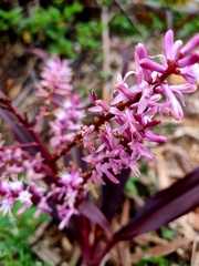 Helmholtzia glaberrima