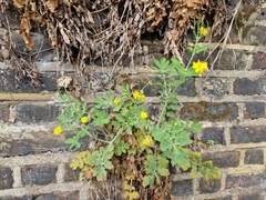 Chelidonium majus