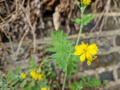 Chelidonium majus