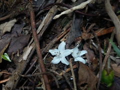 Alniphyllum pterospermum
