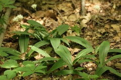 Clintonia umbellulata