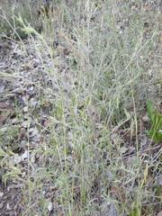 Cordylanthus pilosus