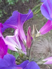 Ipomoea indica