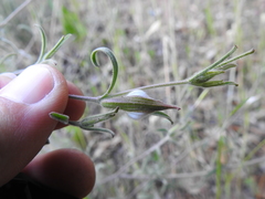 Cordylanthus pilosus