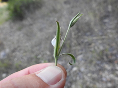Cordylanthus pilosus
