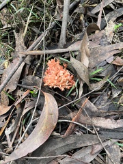 Ramaria capitata