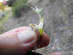 Cordylanthus pilosus