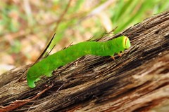 Melanodes anthracitaria