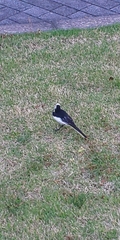 Motacilla alba