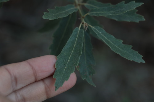 Quercus deserticola