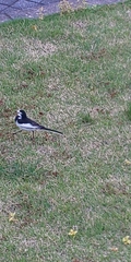 Motacilla alba
