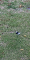 Motacilla alba