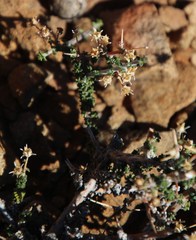 Wahlenbergia nodosa