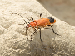 Chauliognathus lecontei